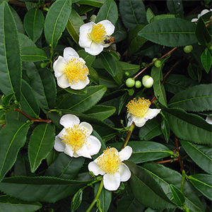 Camellia Sinensis teblad med blommor